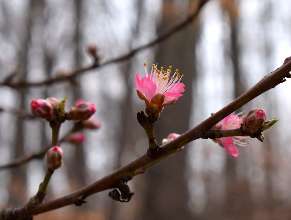 Blossom flower bloom