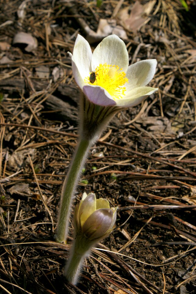 Spring flowers nature bloom