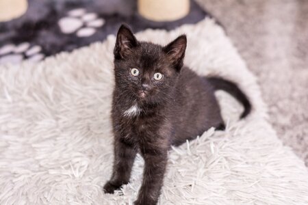 Young cat cat snuggle photo