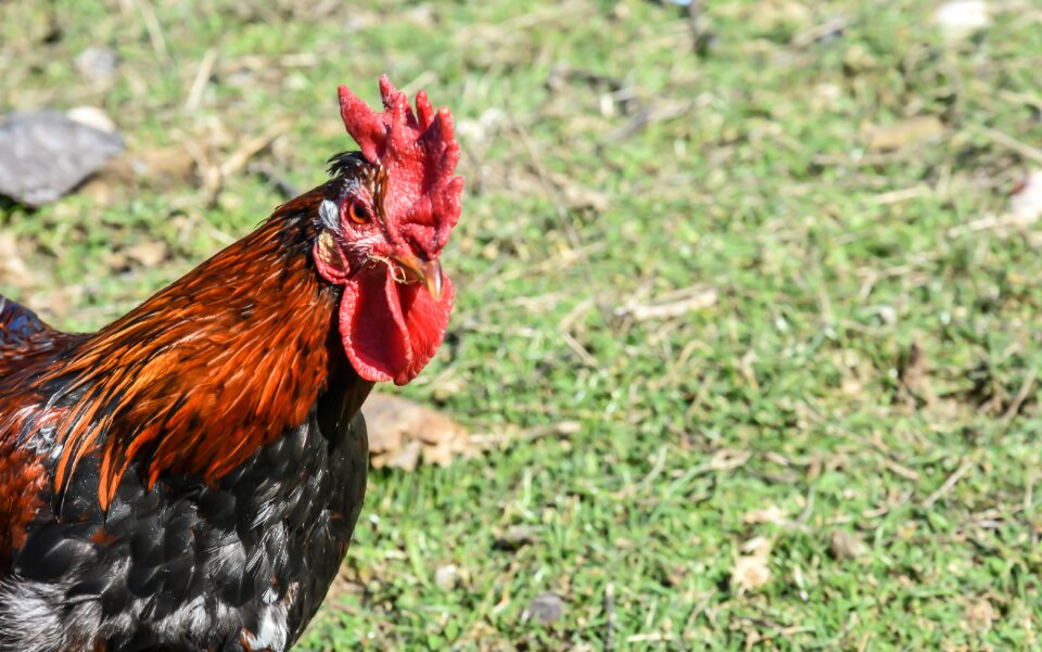 Chicken bird animal