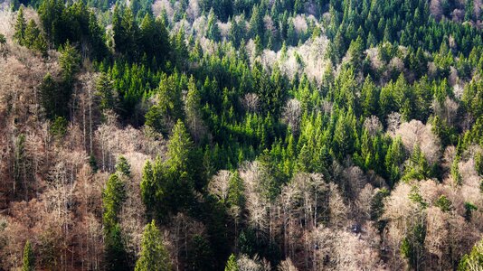 Forests nature landscape