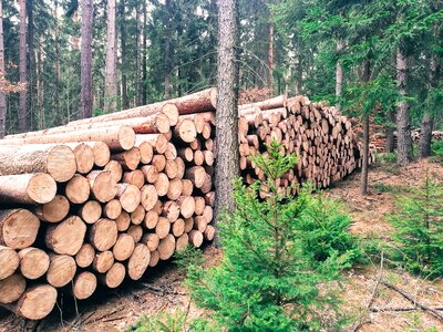 Sawn timber cut nature photo