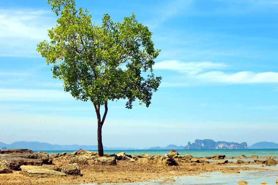 Asia tree sea