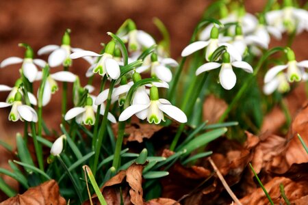 Small spring spring flowers photo