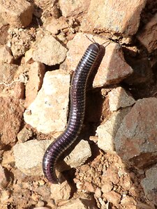 Millipede centipede ommatoiulus rutilans