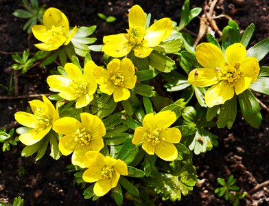 Early bloomer signs of spring february sun