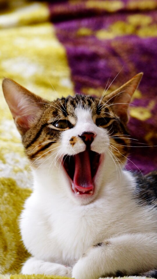 Yawn cats animal dream