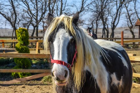 Nature animal ranch