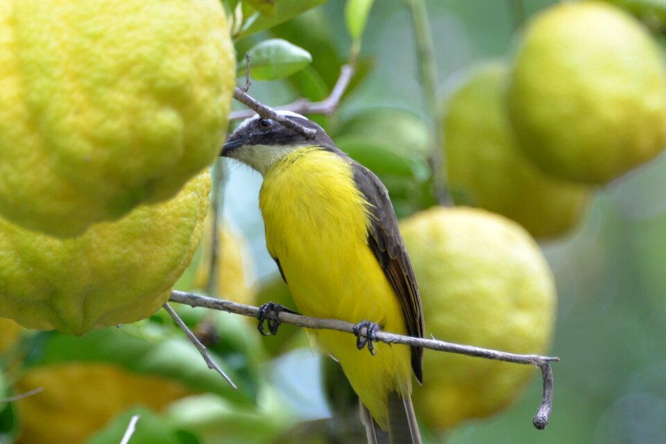 Knew lemon tree farm