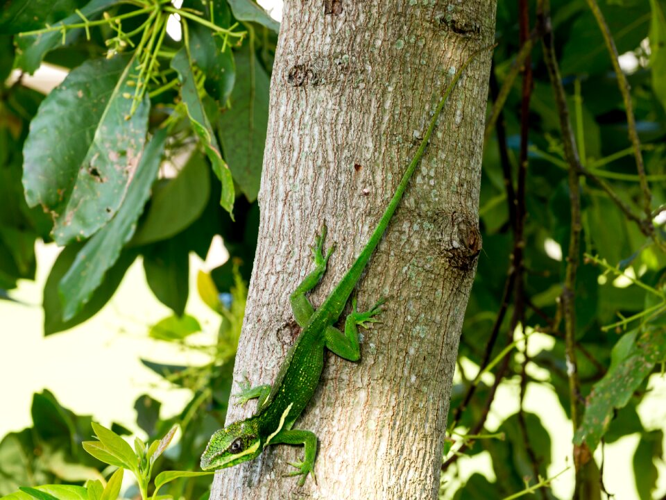 Exotic creature outdoors