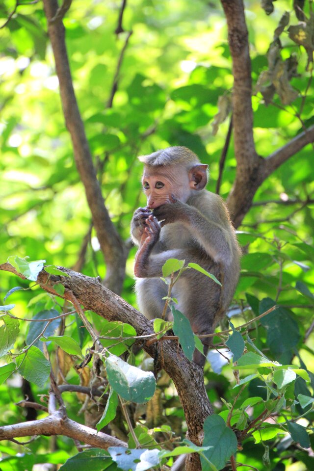 Animal primate nature
