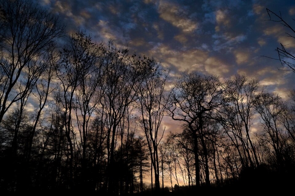 Nature sky tree