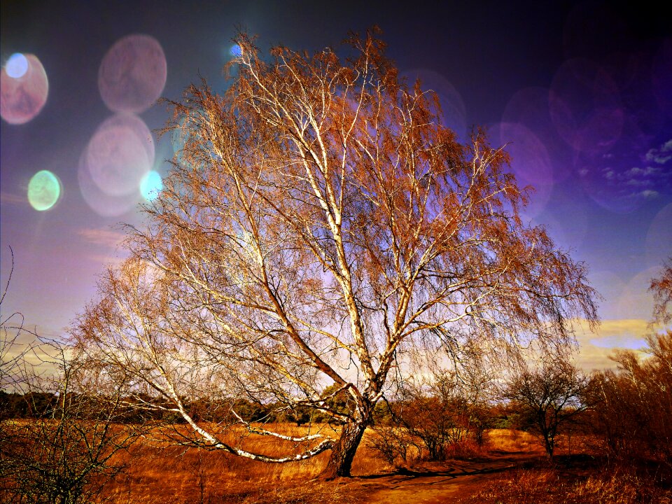 Landscape scrawny tree hdr