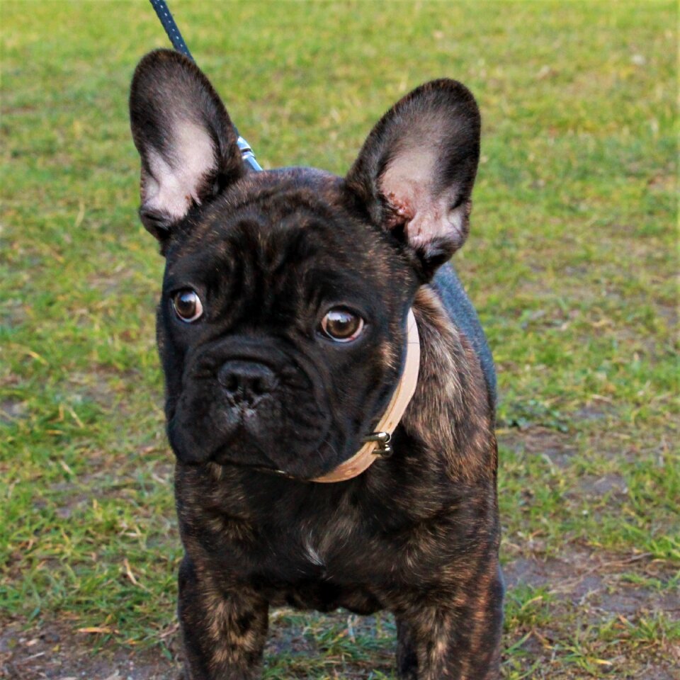 French bulldog puppy pet