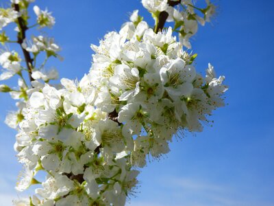 Plum blossom florir spring photo