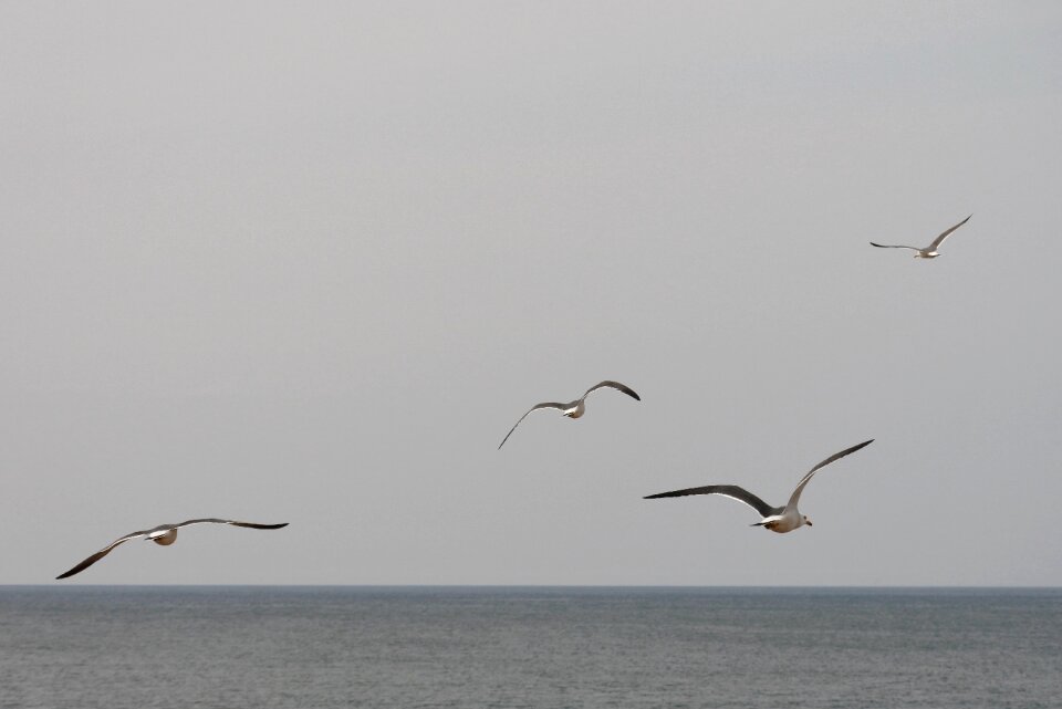 Horizon sea gull seagull