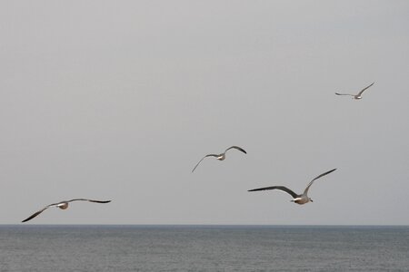 Horizon sea gull seagull photo