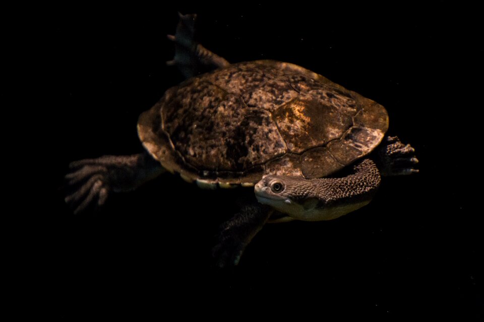 Swim dark diving