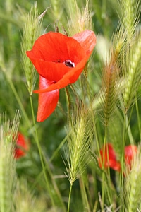 Flower wildflowers mohngewaechs