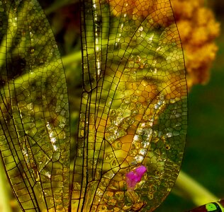 Dragonfly wing close up filigree photo