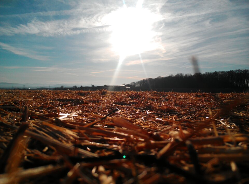 Field straw landscape