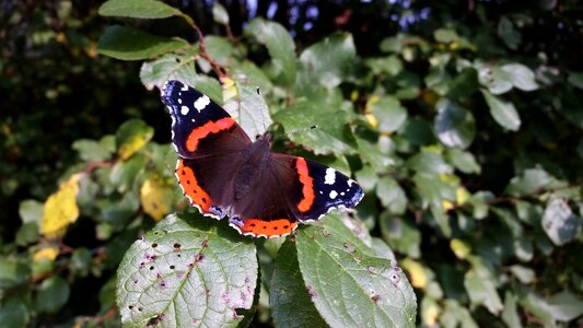 Close up nature animals photo