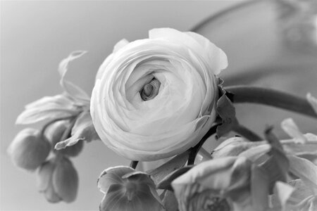 Plant ranunculus white photo