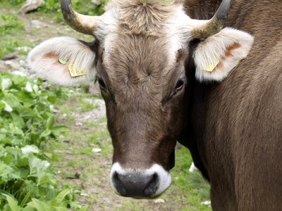 Nature animal ruminant graze