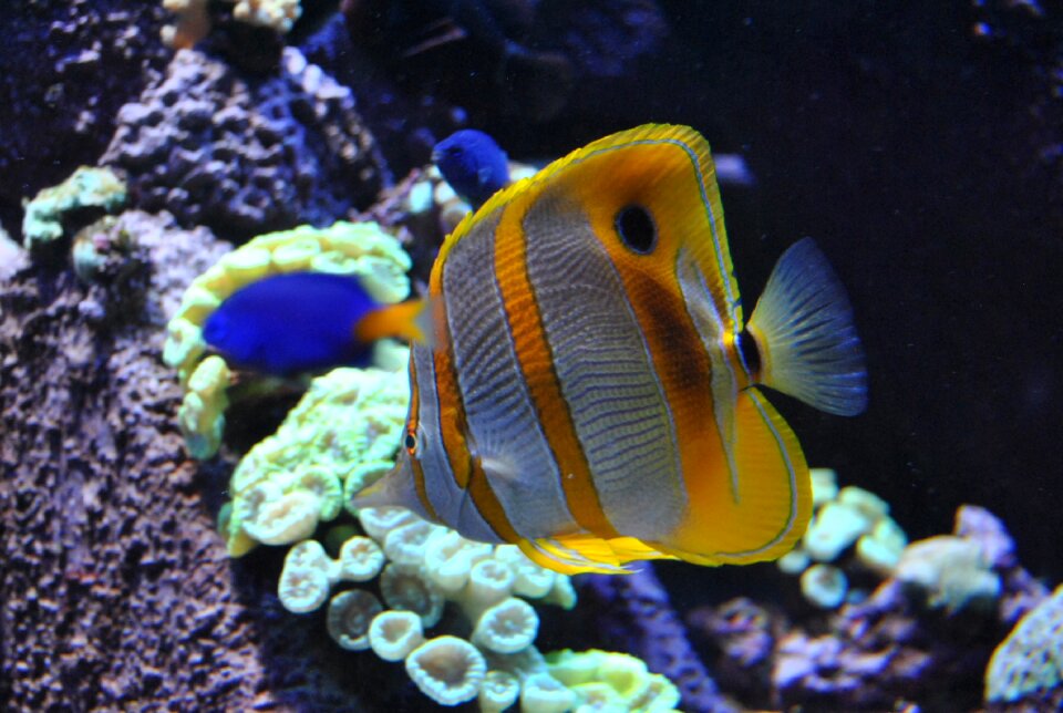 Aquarium fish water