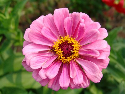 Bloom garden flowers bright colors