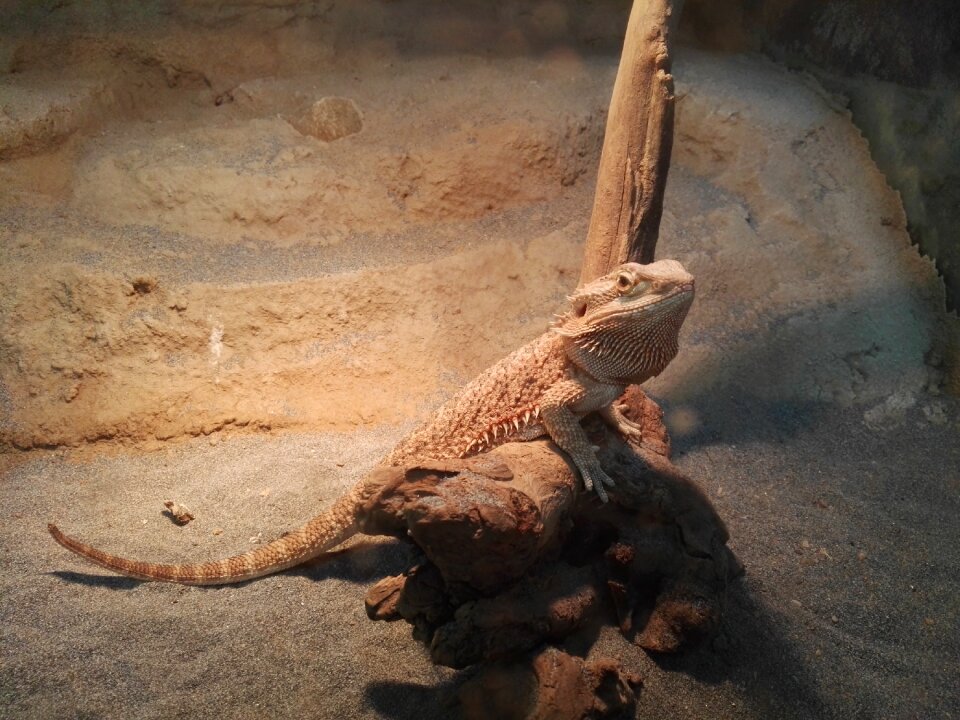 Reptiles lizard animal