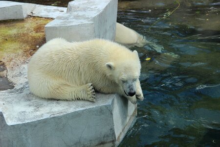 Summer animals water