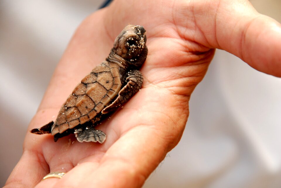 Reptile nature animal