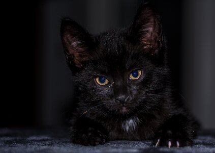 Young cat cat snuggle photo