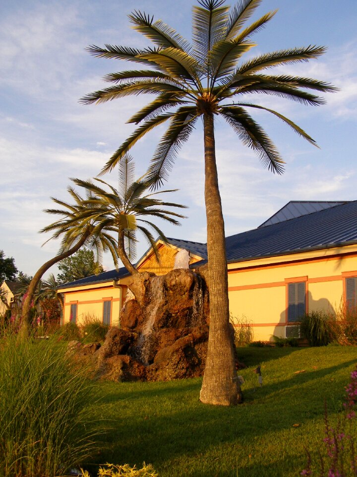 Trees palm tree palm