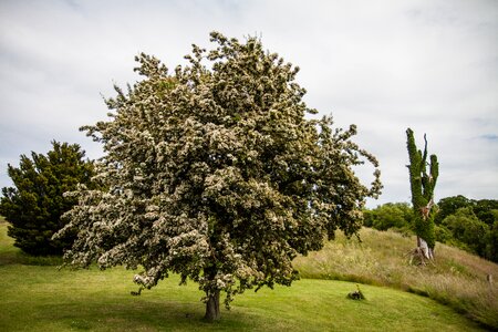 Nature landscapes tree branch