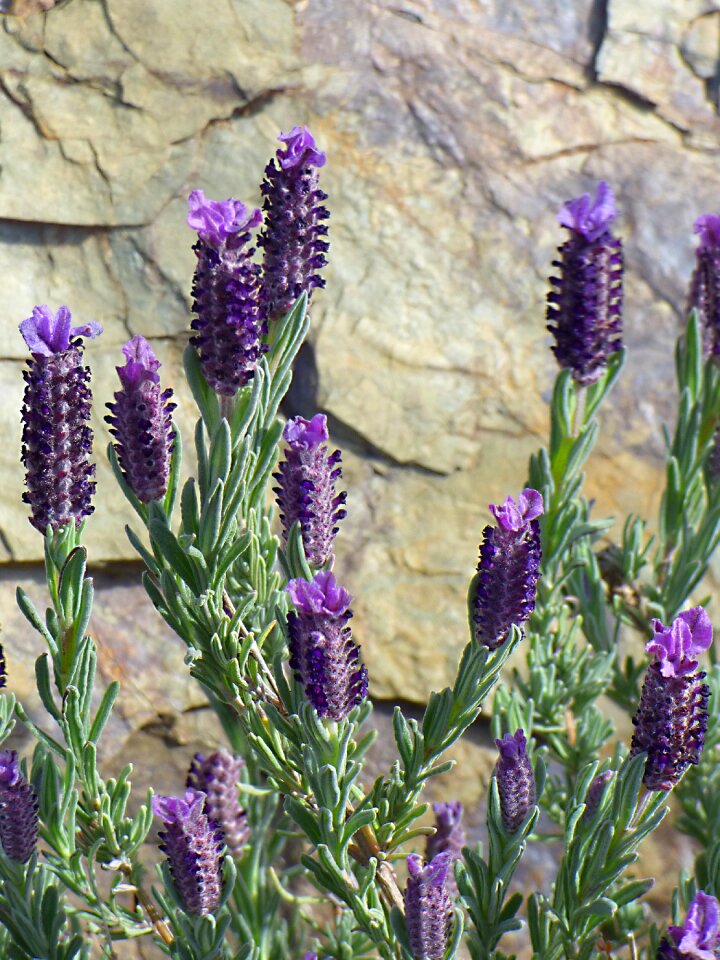 Spring plants aromatic plants