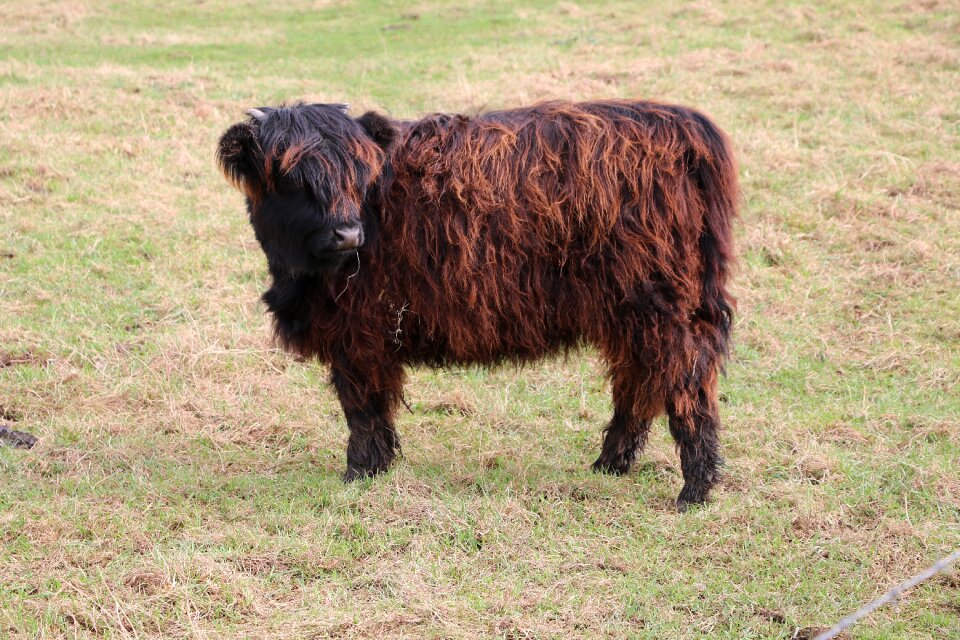 Black cow beast horn