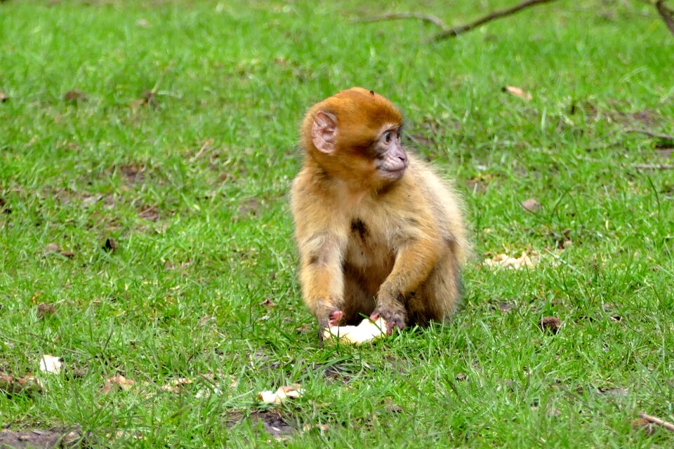 Cute mammal wildlife