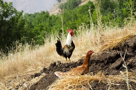 Chicken hen bird photo