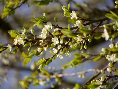 Tree spring plum tree