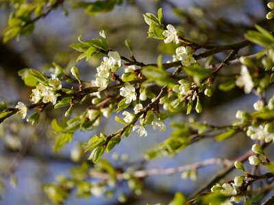 Tree spring plum tree photo