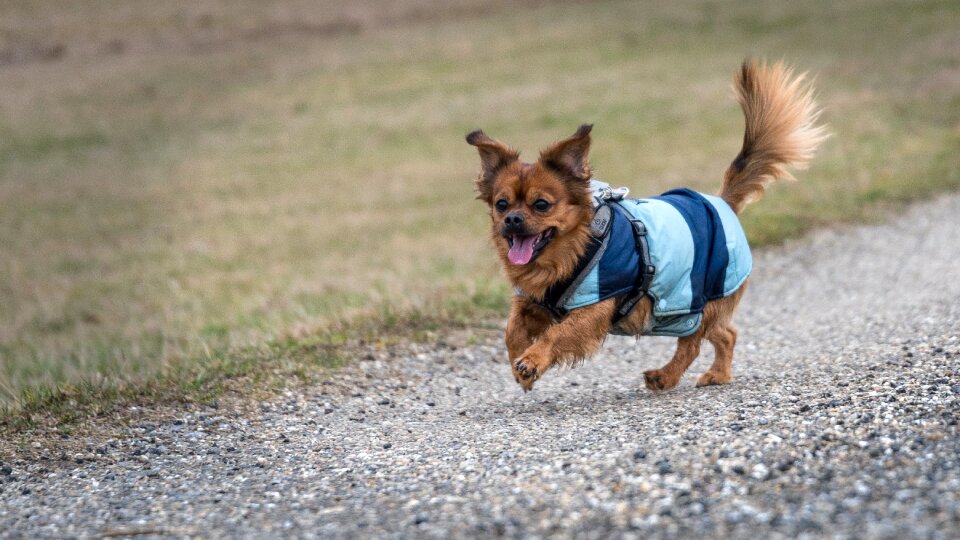 Walk small dog photo