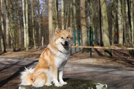 Animal sweet curious