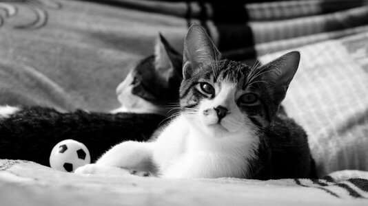 Cat kittens feline look photo