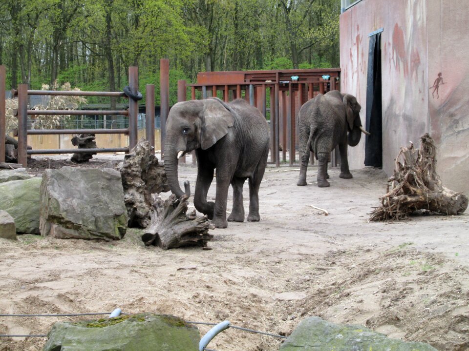 Grey mammal elephant