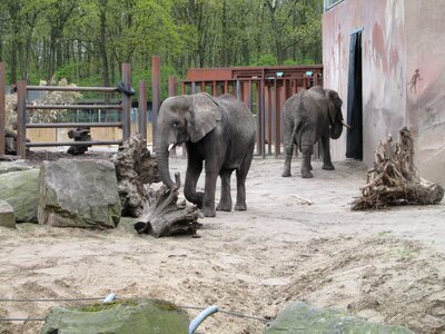 Grey mammal elephant photo