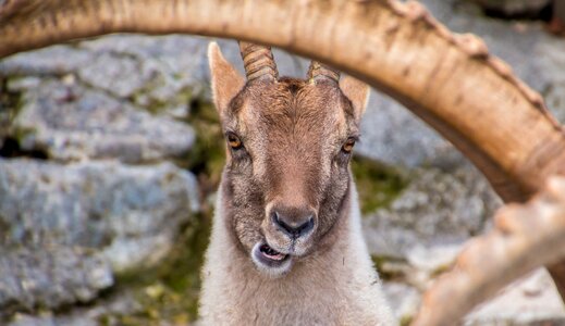 Horned billy goat horns photo