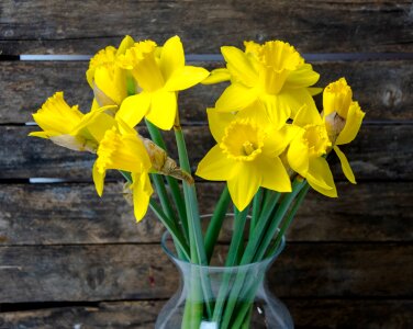 Plants narcissus daffodils photo