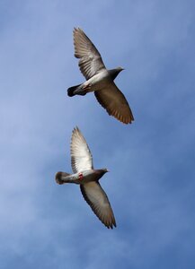 Sky pair birds photo